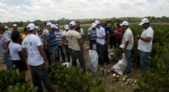 Horticultores de São Sebastião lucram com venda de produtos para a Conab