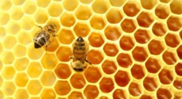 Setor do mel se reúne para recuperar a produção no Nordeste