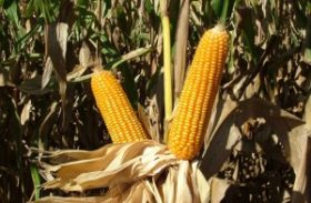 Preço do milho tem perspectiva de viés altista no longo prazo