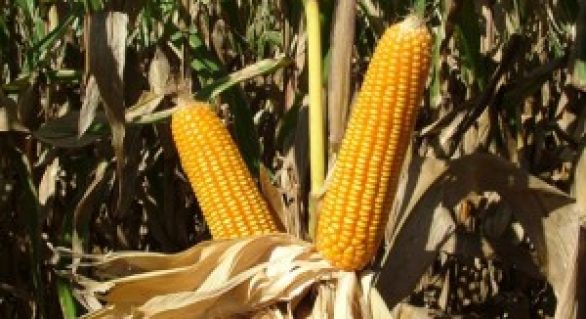 Preço do milho tem perspectiva de viés altista no longo prazo