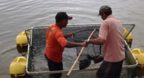 Secretaria da Pesca beneficiou mais de mil famílias apenas em janeiro