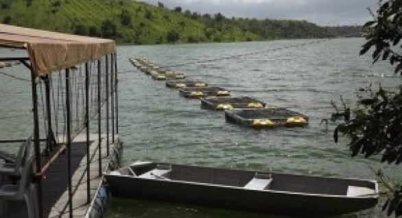 Secretaria da Pesca entrega mais de cinco mil alevinos em Junqueiro