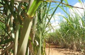 Estratégias de governo e da iniciativa privada para cana-de-açúcar serão temas do 2°Canacentro