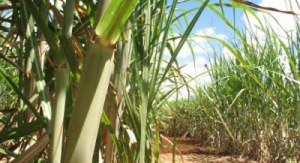 Estratégias de governo e da iniciativa privada para cana-de-açúcar serão temas do 2°Canacentro