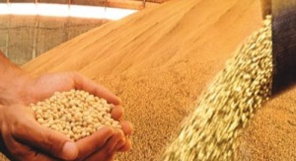 Safra de grãos será 2,2% maior que em 2013, segundo IBGE