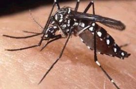 Estado faz monitoramento de programas de combate à dengue