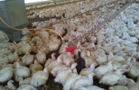 Adeal capacita técnicos para inquérito soroepidemiológico para influenza aviária