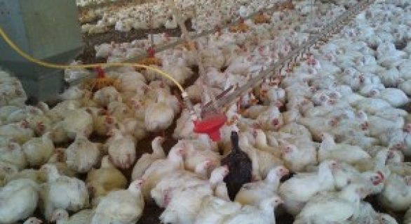 Adeal capacita técnicos para inquérito soroepidemiológico para influenza aviária