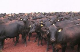 Produção de gado e biocombustível vai aumentar na próxima década