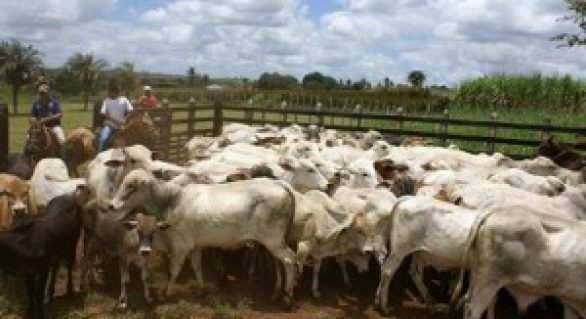 Governo divulga aviso de licitação para construção da feira de gado de Dois Riachos