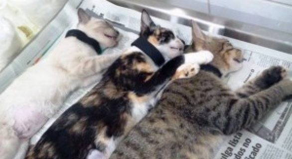 Dezenas de gatos foram castrados durante mutirão no NEAFA
