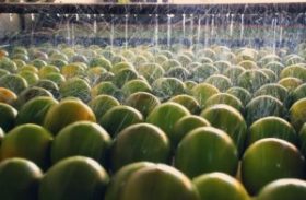 Murici ganha unidade demonstrativa de manejo orgânico da laranja lima