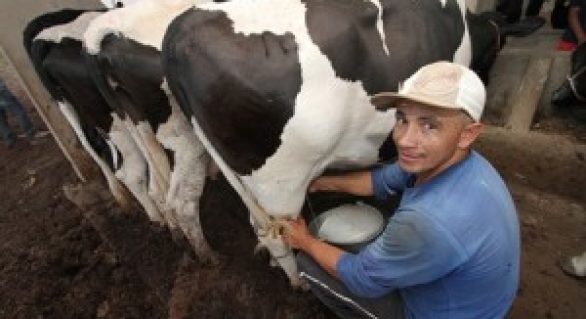Atividade leiteira gera renda e fixa homem no campo em Alagoas