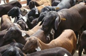 Secretaria de Agricultura fortalecerá ovinocaprinocultura em Alagoas