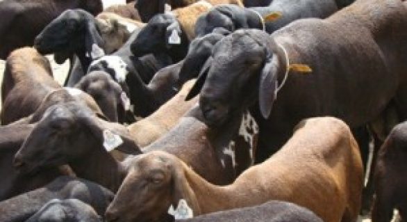 Secretaria de Agricultura fortalecerá ovinocaprinocultura em Alagoas