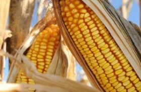 China formaliza acordo de importação de milho com o Brasil
