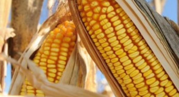 China formaliza acordo de importação de milho com o Brasil