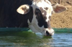 Suplementação de bovinos nas águas reduz tempo de recria ou engorda