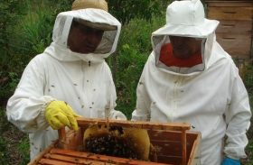 Água Branca recebe seminários sobre a criação de abelhas em Alagoas