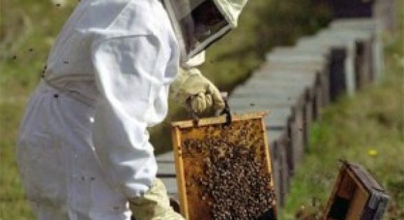 Agricultores de Traipu recebem kit de apicultura