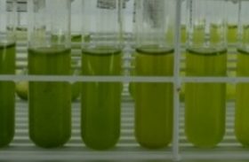 Etanol de 3° geração poderá ser produzido com algas