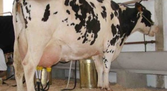 Geoprocessamento e dieta balanceada para a criação de gado de leite