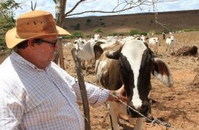 Zona livre de aftosa com vacinação fortalece agropecuária em Alagoas