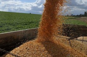 Remoção de 21 mil t de milho segue em junho para a região da Sudene