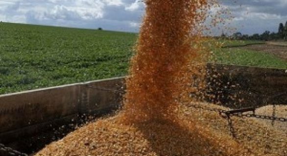 Conab comercializa mais de sete mil toneladas de milho por meio de VEP