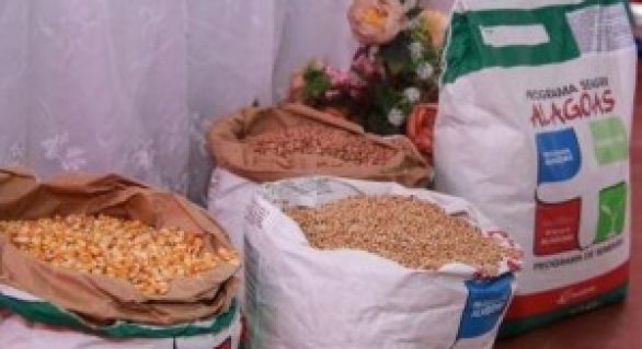 Agricultores recebem 7 mil quilos de sementes em Delmiro Gouveia