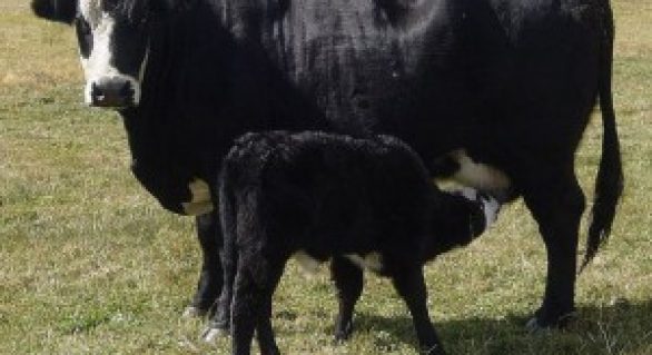 Diagnóstico de gestação em bovinos pode ser feito 30 dias após estação de monta