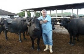 Criador alagoano cria novo sistema de ordenha de búfalos