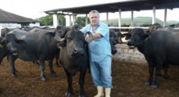 Criador alagoano cria novo sistema de ordenha de búfalos