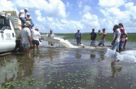 Codevasf repovoa “Pantanal Alagoano” para beneficiar pesca artesanal