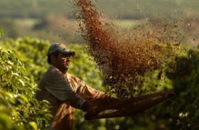 Conab estima produção de safra de café em 44,57 milhões de sacas
