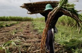 Agropecuária perde 19 mil vagas de emprego em agosto