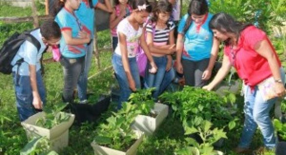 Horta escolar do Cepa é aberta para visitação de alunos