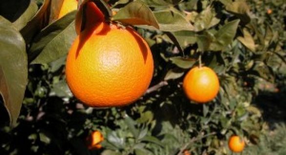 Safra brasileira de laranja deve superar em três vezes a da Flórida