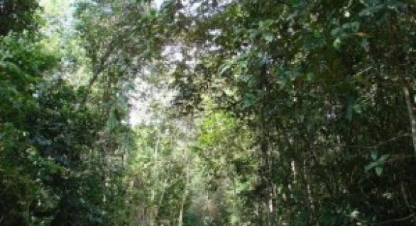 Alagoas reduz em 88% desmatamento da Mata Atlântica