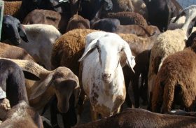 Expoalagoas Genética é oportunidade de negócios na ovinocaprinocultura