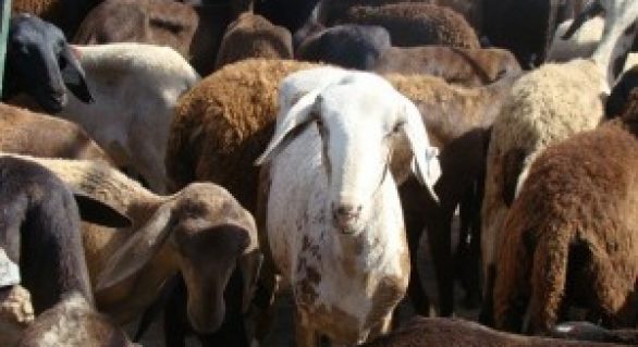 Estado inicia planejamento para desenvolver a caprinocultura e ovinocultura