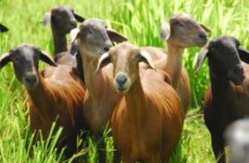 Criadores de caprinos e ovinos serão beneficiados com frigorífico