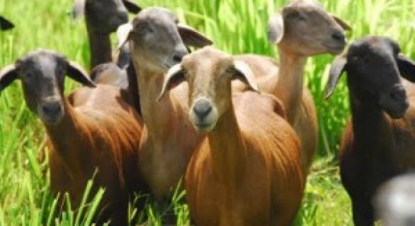 Cadeia de ovinos e caprinos terá custos de produção apurados pelo Cepea e CNA