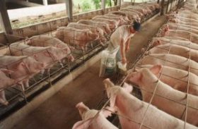 Preço do suíno vivo 30% maior que em 2013 favorece produtor