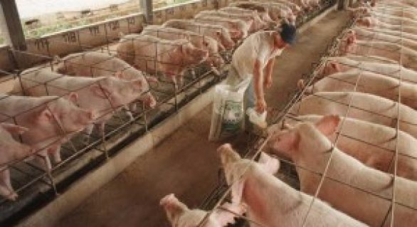 Preço do suíno vivo 30% maior que em 2013 favorece produtor