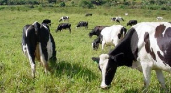 Abate de bovinos cai 7,7% no primeiro trimestre em relação a 2014