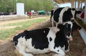Estado realiza curso de alimentação para bovinos leiteiros