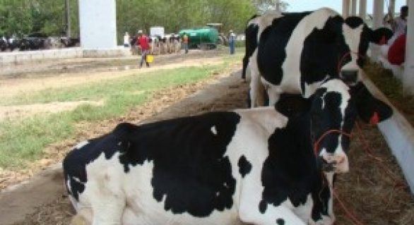 Distribuição de leite beneficia mais de 80 mil famílias em Alagoas