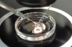 Empresa melhora produção in vitro de embriões bovinos e busca protocolo para exportação
