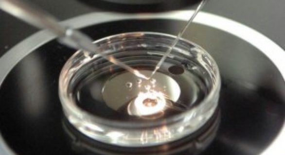 Empresa melhora produção in vitro de embriões bovinos e busca protocolo para exportação